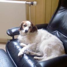 Dansk svensk gaardhund Oswald