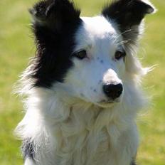 Border collie my RIP 03-09-2011