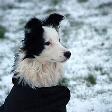Border collie my RIP 03-09-2011