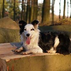 Border collie my RIP 03-09-2011