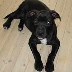 Staffordshire bull terrier toby