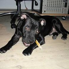 Staffordshire bull terrier toby