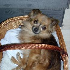 Chihuahua Nikki 1999-2007