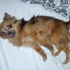 Chihuahua Nikki 1999-2007