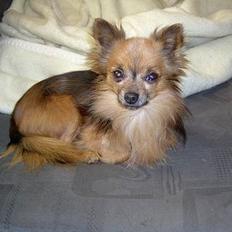 Chihuahua Nikki 1999-2007