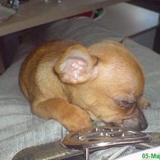 Blanding af racer |Chi/DP| Lasse prinsen