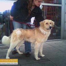 Blanding af racer Buck (Bugsy)