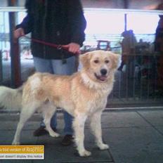 Blanding af racer Buck (Bugsy)