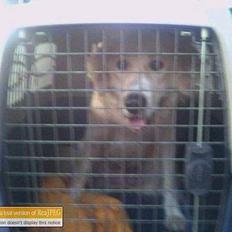 Blanding af racer Buck (Bugsy)