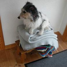 Jack russell terrier Rofus