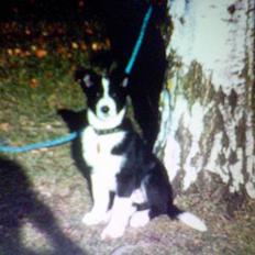 Blanding af racer Sofus