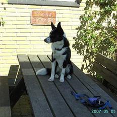 Blanding af racer Sofus