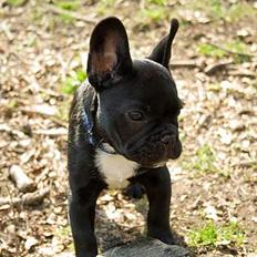 Fransk bulldog Absalon ( Otto ) 