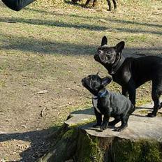 Fransk bulldog Absalon ( Otto ) 