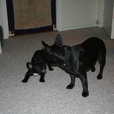 Fransk bulldog Absalon ( Otto ) 