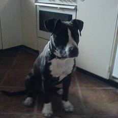 Amerikansk staffordshire terrier Shaggy*solgt og savnet*