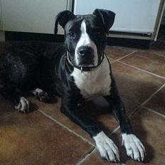 Amerikansk staffordshire terrier Shaggy*solgt og savnet*