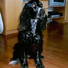 Cocker spaniel Bonnie (død 4 maj 2008)