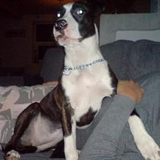 Amerikansk staffordshire terrier freja a