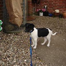 Dansk svensk gaardhund Balter