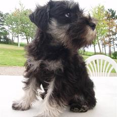 Dvaergschnauzer *Hr. Albert*