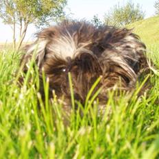 Dvaergschnauzer *Hr. Albert*