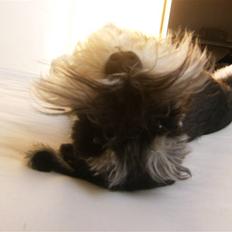 Dvaergschnauzer *Hr. Albert*