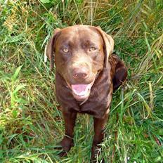 Labrador retriever Boxi