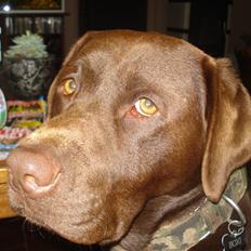 Labrador retriever Boxi