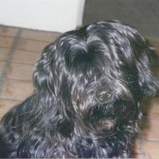 Tibetansk terrier Buma