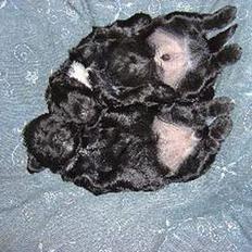 Tibetansk terrier Buma