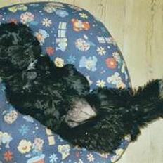 Tibetansk terrier Buma