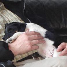 Dansk svensk gaardhund Balter