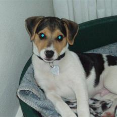 Dansk svensk gaardhund Felix