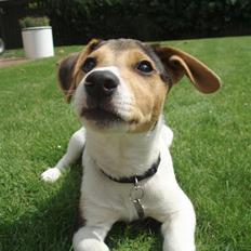 Dansk svensk gaardhund Felix