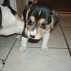 Dansk svensk gaardhund Felix