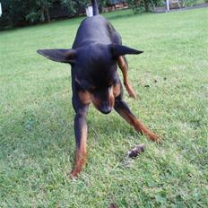 Dvaergpinscher arthur