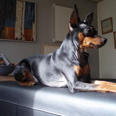 Dvaergpinscher arthur