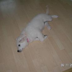 Blanding af racer Indy