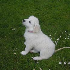 Blanding af racer Indy