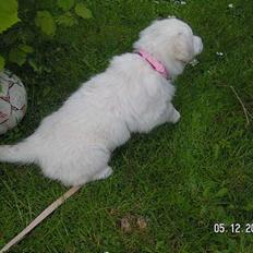 Blanding af racer Indy