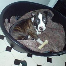 Amerikansk staffordshire terrier freja a