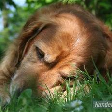 Golden retriever Buller
