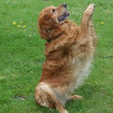 Golden retriever Buller