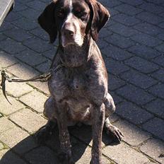 Ruhåret hønsehund Cisse