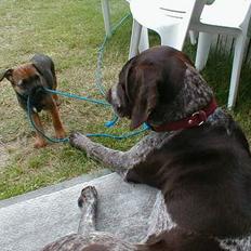 Ruhåret hønsehund Cisse