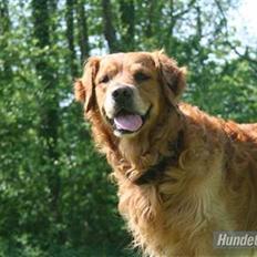 Golden retriever Rex