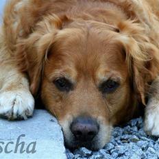 Golden retriever Rex