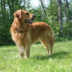 Golden retriever Rex