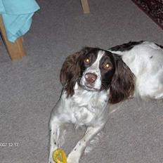 Field Trial spaniel Dina
